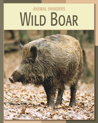 Wild Boar