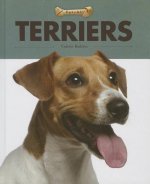 Terriers