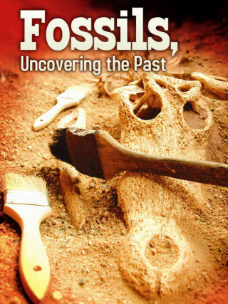 Fossils