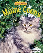 Maine Coons: Super Big