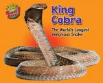 King Cobra: The World's Longest Venomous Snake