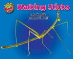 Walking Sticks: The World's Longest Insects