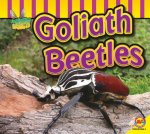 Goliath Beetle