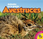 Avestruces = Ostriches