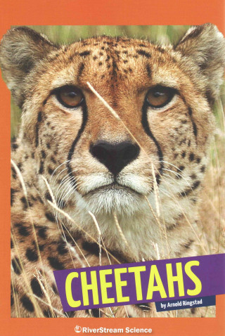 Cheetahs