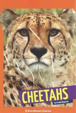 Cheetahs