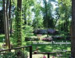 Azaleas of Nacogdoches
