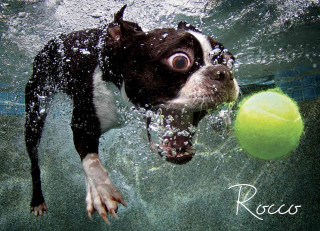Underwater Dogs: Rocco Puzzle