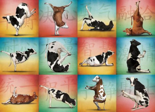 Cow Yoga: 1000pc Jigsaw Puzzle