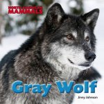 Gray Wolf