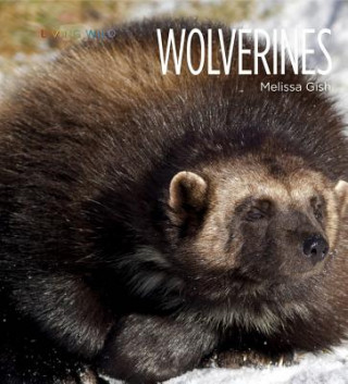 Living Wild: Wolverines