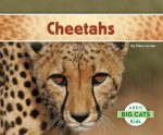 Cheetahs