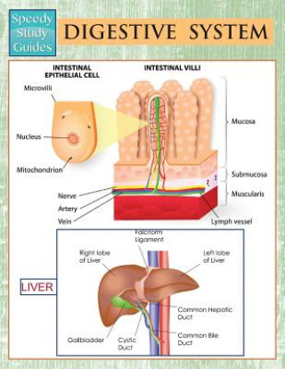 Digestive System (Speedy Study Guides)