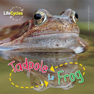 Tadpole to Frog