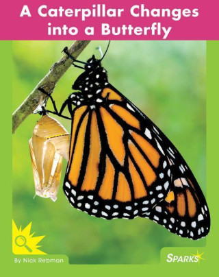 A Caterpillar Changes Into a Butterfly