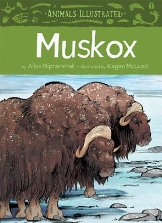 Animals Illustrated: Muskox