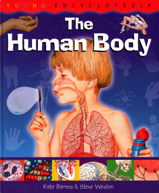 The Human Body Why Do We Sweat When We Are Hot? How Do We Fight Germs?