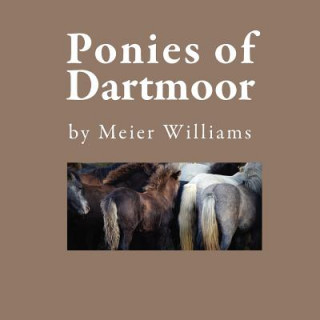 Ponies of Dartmoor