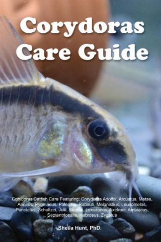Corydoras Care Guide. Corydoras Catfish Care Featuring