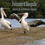 Pelicans & Seagulls