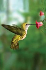 Hummingbird Blank Journal