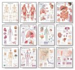 12 Body System Charts Set