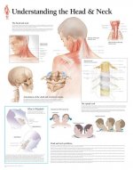 Understanding the Head & Neck