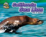 California Sea Lion: Fast & Smart!