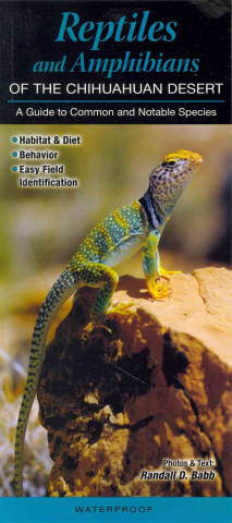 Reptiles and Amphibians of the Chihuahuan Desert: A Guide to Common & Notable Species