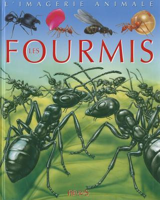 Fourmis - Imagerie Animale