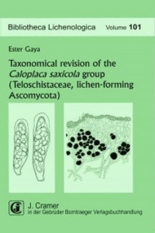 Taxonomical revision of the Caloplaca saxicola group (Teloschistaceae, lichen-forming Ascomycota)