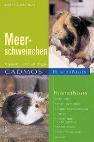 Meerschweinchen