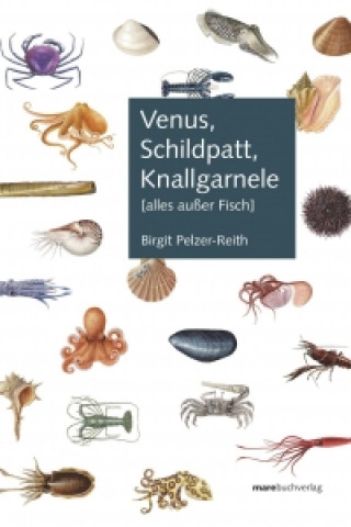 Pelzer-Reith, B: Venus, Schildpatt, Knallgarnele