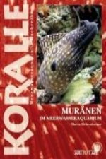 Muränen im Meerwasseraquarium