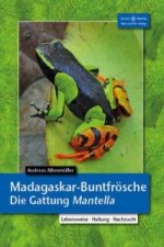 Madagaskar-Buntfrösche