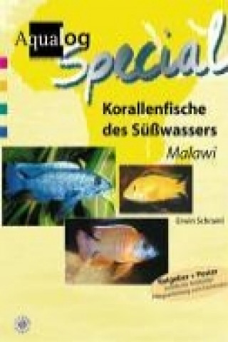 Korallenfische des Süßwassers. Malawi