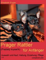 Prager Rattler (Prazský krysarík) für Anfänger