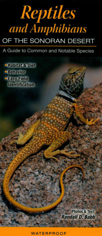 Reptiles and Amphibians of the Sonoran Desert: A Guide to Common & Notable Species