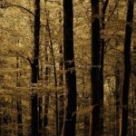 Mat Hennek: Woodlands