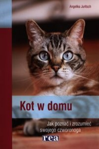 Kot w domu