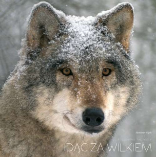 Idac za wilkiem