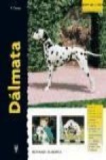Dálmata