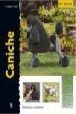 Caniche