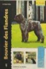 Bouvier des flandres