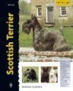 Scottish terrier