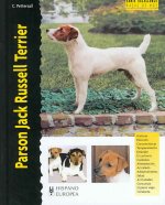 Parson Jack Russell terrier