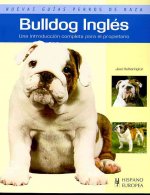 Bulldog inglés