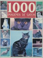 1000 IMAGENES GATOS