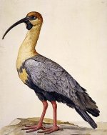 The Malaspina Expedition: A Scientific and Political Voyage Around the World 1789-1794
