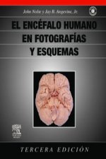 El encéfalo humano en fotografías y esquemas